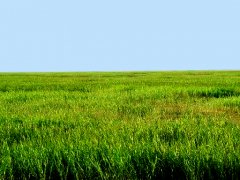 黄河三角洲自然保护区生态景观