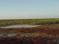 黄河三角洲自然保护区生态景观