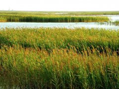 黄河三角洲自然保护区生态景观