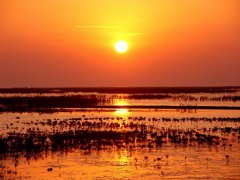 黄河三角洲自然保护区生态景观