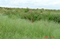 内蒙古正蓝旗项目区生态改善