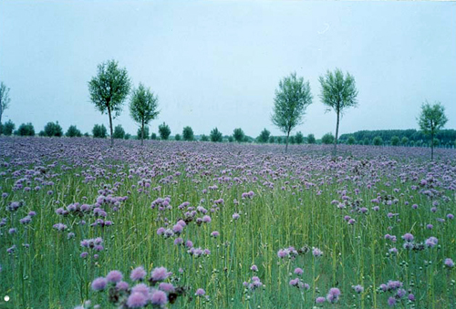 内蒙呼吉尔特小流域滩地治理景观