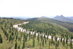 山东临沂沂水双崮流域水保林