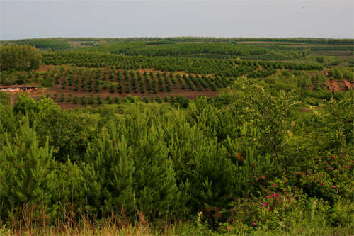 拜泉县通双流域—水保林