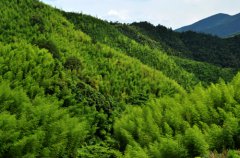 永春坑仔口竹海