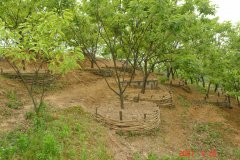 安徽省霍山县山王河小流域经济林整改