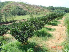 江西省定南县经果林