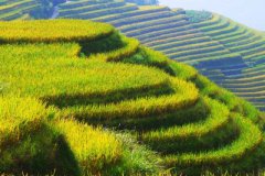 广西桂林龙胜龙脊梯田