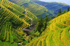 广西桂林龙胜龙脊梯田