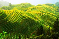 广西桂林龙胜龙脊梯田