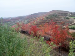 彭阳县水土保持生态建设示范区