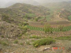 山西省闻喜县农发项目地膜覆盖水保林工程