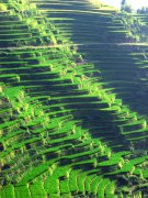 湖南省新化县紫鹊界梯田