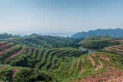 湖南靖州横江桥坡改梯山核桃基地