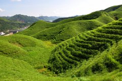 湖南靖州渠阳坡改梯油茶基地