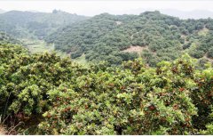 湖南靖州坳上万亩杨梅基地