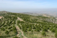 山西偏关县造林