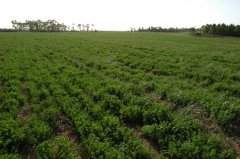 山西右玉县人工种草