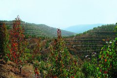 陕西延长山地果园