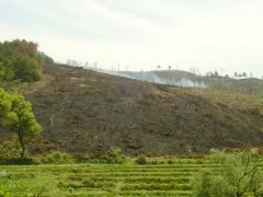 广西炼山全垦造林水土流失严重