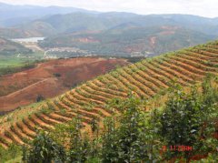 云南石屏县实施的坡改梯