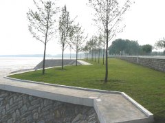 黄河护岸工程绿化