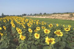 山西吉县梯田葵花
