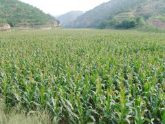 山西康河沟坝地庄稼