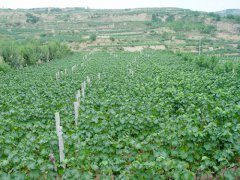 水藉河示范区葡萄园