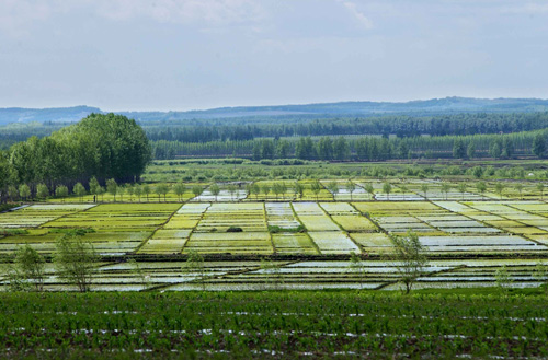 拜泉县绿海稻田