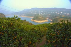 夷陵区官庄小流域万亩柑桔示范基地