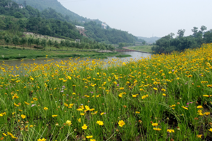四川泸州纳溪区清溪河小流域治理工程