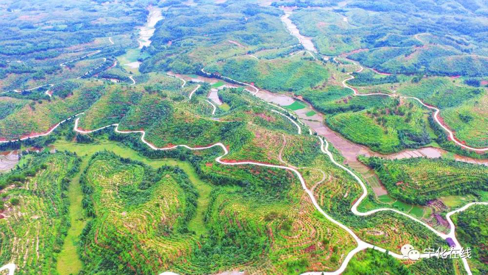 福建宁化石壁镇溪背村油茶种植示范基地