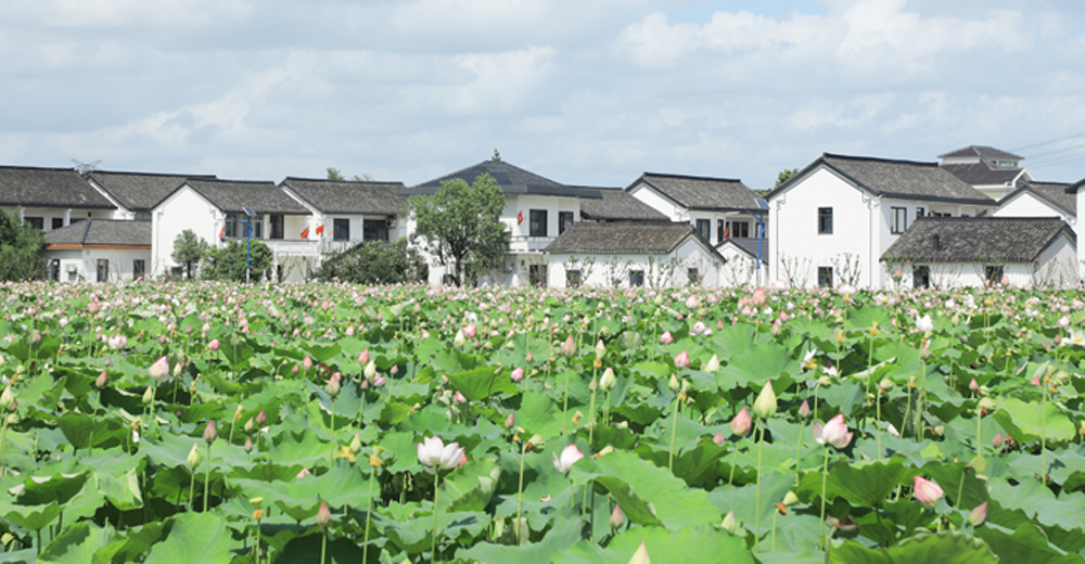 清洁小流域--莲湖村