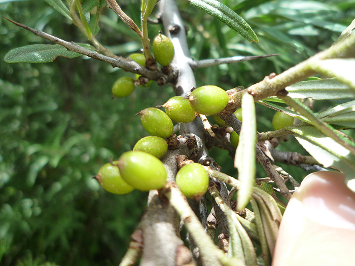 4.棱果沙棘果实 - 副本.JPG