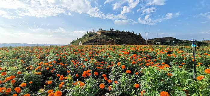 万寿菊基地.jpg