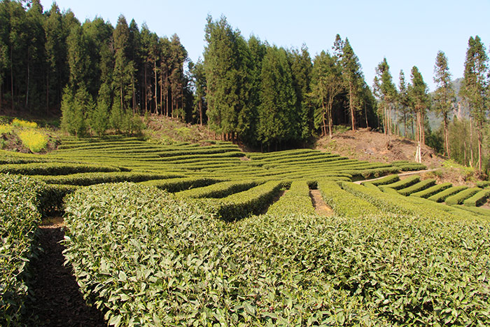 5芦山县坡改梯高山茶园2.jpg