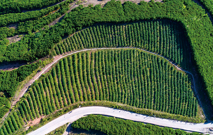 6紫金山茶园现状图.jpg