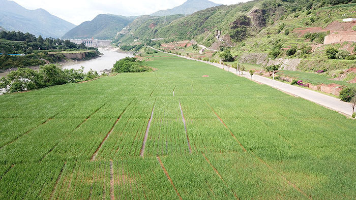 8.-龙开口水电站承包商营地拆除后复垦现状.jpg