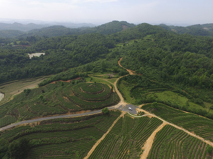 1茶叶种植图斑全景.jpg