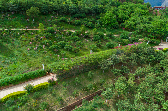 4珍稀植物园.jpg