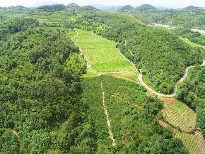 9利用前焦河弃渣场改造建成高标准烟叶种植基地626亩，当地283户脱贫致富，每亩收益5000多元。.jpg