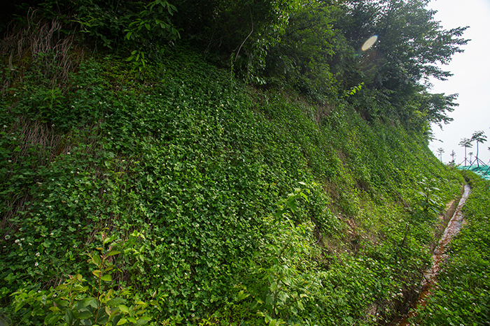 5东湖塘：坡面绿化和路面排水工程.jpg