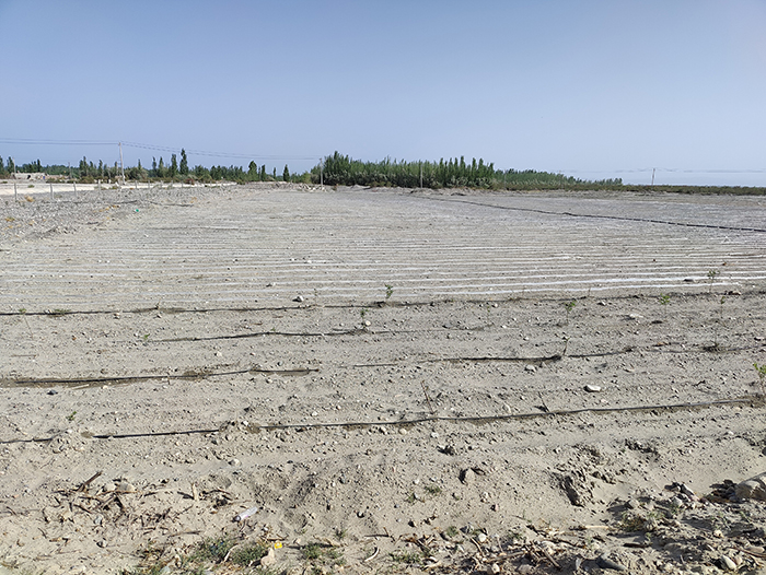 8.2019年5月温宿县黄羊滩小流域水土保持重点工程植树前期样貌.jpg