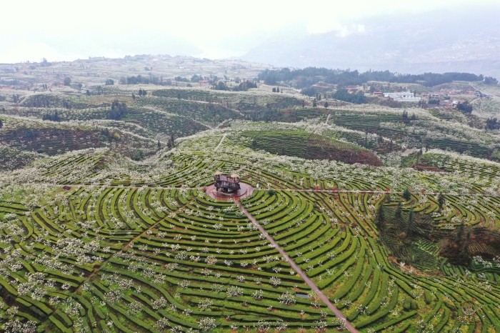 宜宾市屏山县兔儿溪生态清洁小流域—万亩茶园.JPG