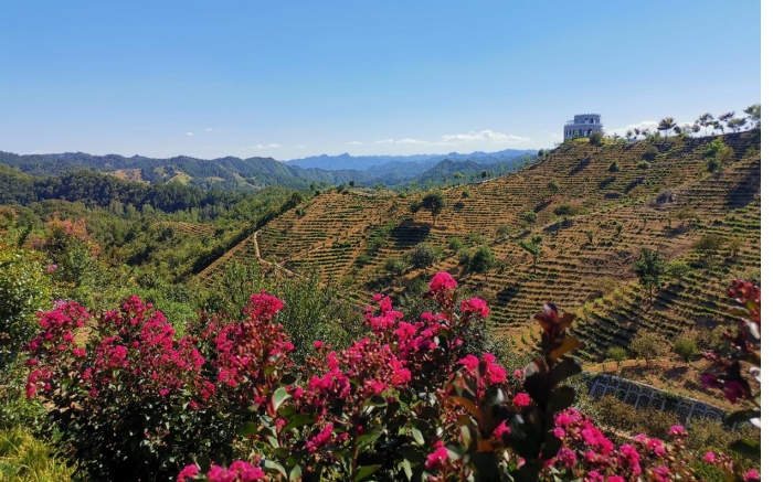 马泉山万亩白茶基地.jpg