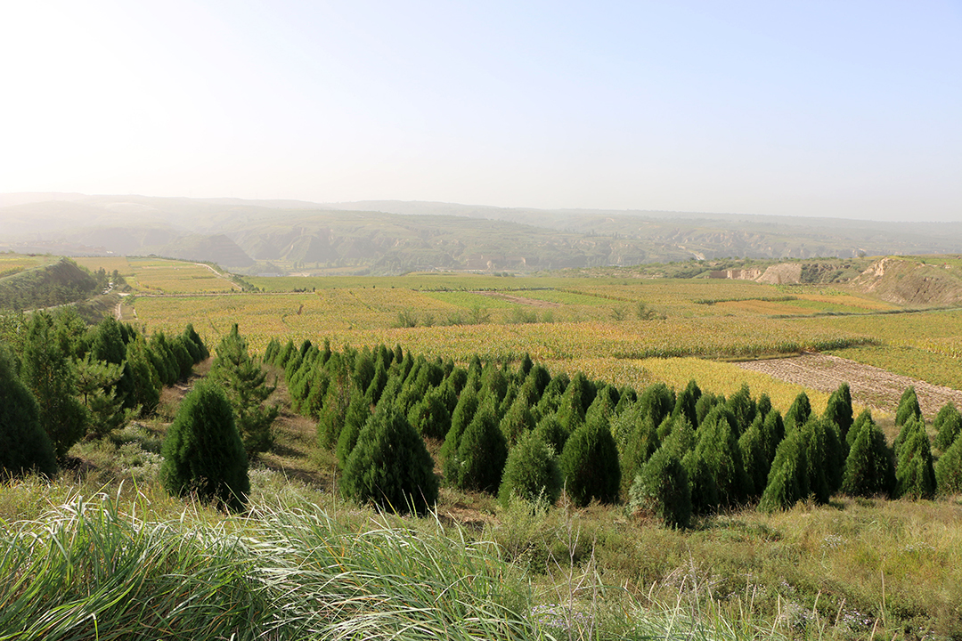 榆林市黄家圪崂水土保持返还治理项目